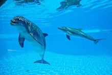 Mãe e cria andam sempre juntas e são vigiadas por veterinários e treinadores 