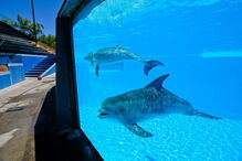 Mãe e cria andam sempre juntas e são vigiadas por veterinários e treinadores 