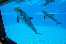 Mãe e cria andam sempre juntas e são vigiadas por veterinários e treinadores 