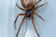 Aranha, Aranha Falsa