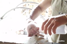 Porco com duas cabeças