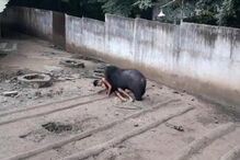 Homem atacado por urso