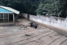Homem atacado por urso