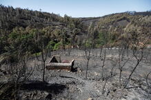 Fogo do Pedrógão Grande destruiu vastas áreas de eucaliptal