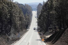 Fogo do Pedrógão Grande destruiu vastas áreas de eucaliptal