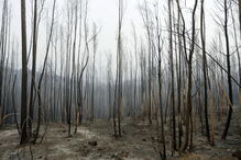  Faz este sábado sete semanas que o incêndio deflagrou, em Escalos Fundeiros, Pedrógão Grande