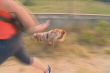 Sesimbra, Setúbal, Internet da Autoridade Nacional da Proteção Civil, Lagoa de Albufeira, acidentes e desastres, incêndios