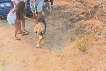 Sesimbra, Setúbal, Internet da Autoridade Nacional da Proteção Civil, Lagoa de Albufeira, acidentes e desastres, incêndios