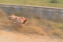 Sesimbra, Setúbal, Internet da Autoridade Nacional da Proteção Civil, Lagoa de Albufeira, acidentes e desastres, incêndios