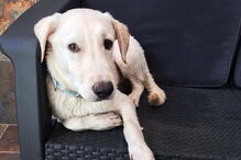 Namorada de Ronaldo resgatou cão