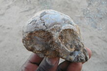 Fóssil de um crânio