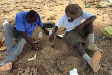 Fóssil de um crânio