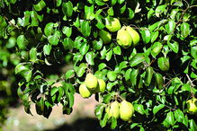 Bombarral, Quinta, Santuário do Bom Jesus do Carvalhal, Buddha Eden, Europa, Bacalhôa Buddha Eden, Loridos, Altura, Palácio Gorjão, artes, cultura e entretenimento
