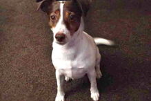 Cadela ‘Smudge’ foi morta a pontapé