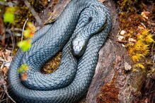 2017-08-11_15_43.57 533943825.jpg