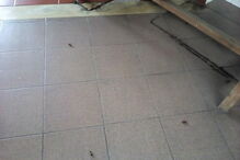 Baratas espalhadas no chão da cozinha do posto da GNR da Trofa. Comando Territorial do Porto confirmou ‘invasão’ de insetos e promete desinfestação