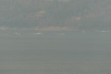 Pessoas retiradas por barcos em Castelo de Bode