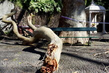 Largo onde caiu árvore na Madeira já tinha historial de queda de galhos