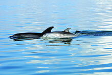 Para ver os golfinhos   