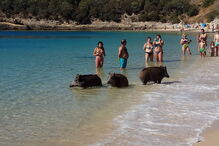 Javalis ao banho em praia na Arrábida