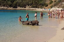 Javalis ao banho em praia na Arrábida
