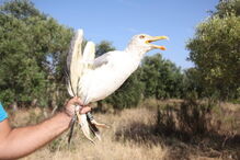 Centro de Recuperação e Investigação de Animais Selvagens