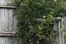 Cobra escondida num quintal