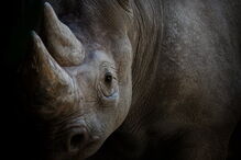 Cifres de rinoceronte