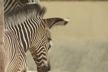 Jardim Zoológico, Zoo, zebra, zebras, nascimento, animal bebé, Lisboa, Portugal