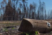 comunicações, siresp, incêndio, fogos, Pedrógão Grande, Portugal