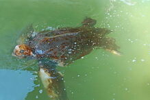 Tartaruga Odin estava a ser tratada no Zoomarine depois de ter dado à costa na praia da Cordoama, em Vila do Bispo