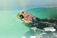 Tartaruga Odin estava a ser tratada no Zoomarine depois de ter dado à costa na praia da Cordoama, em Vila do Bispo