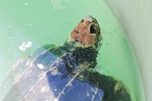 Tartaruga Odin estava a ser tratada no Zoomarine depois de ter dado à costa na praia da Cordoama, em Vila do Bispo