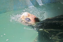 Tartaruga Odin estava a ser tratada no Zoomarine depois de ter dado à costa na praia da Cordoama, em Vila do Bispo