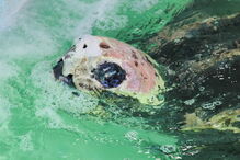 Tartaruga Odin estava a ser tratada no Zoomarine depois de ter dado à costa na praia da Cordoama, em Vila do Bispo