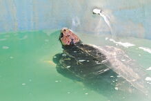 Tartaruga Odin estava a ser tratada no Zoomarine depois de ter dado à costa na praia da Cordoama, em Vila do Bispo