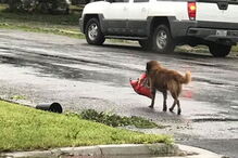 cão, animal, comida, tempestade, temporal, Salvador Segovia, Carter Otis, Harvey, Texas, EUA
