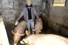 António Queirós, Casa dos Segredos, Porto, Câmara, eleições, candidatura, reality show