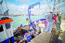 Houve uma redução da quantidade apanhada de espécies de valor mais baixo, como a sardinha e a cavala