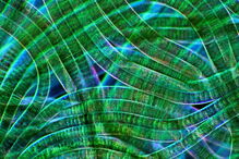 Bactérias fotossíntéticas