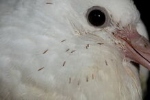 cesarianas, Obstetrícia, operação, infestação, contaminação, pombo, piolhos