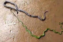 Cobra come outra cobra