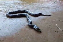 Cobra come outra cobra