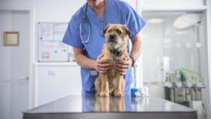 Maioria dos veterinários não usa protocolo para prescrever antimicrobianos a animais. Ato coloca em causa saúde pública, diz estudo
