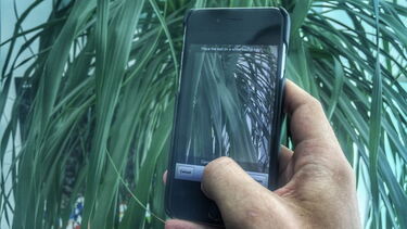 Plátano ou Carvalho? Há 'apps' que respondem