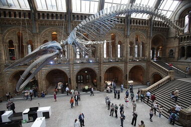 Museu de História Natural de Londres