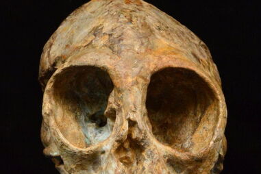 Fóssil de um crânio