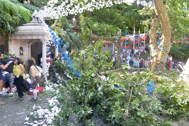 Queda de árvore na Madeira fez 13 mortos