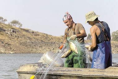 Primeiros quilos de peixe já foram retirados  
