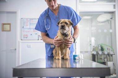 Veterinários
